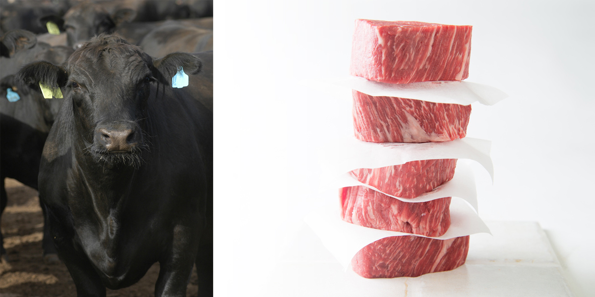 Origin of Wagyu